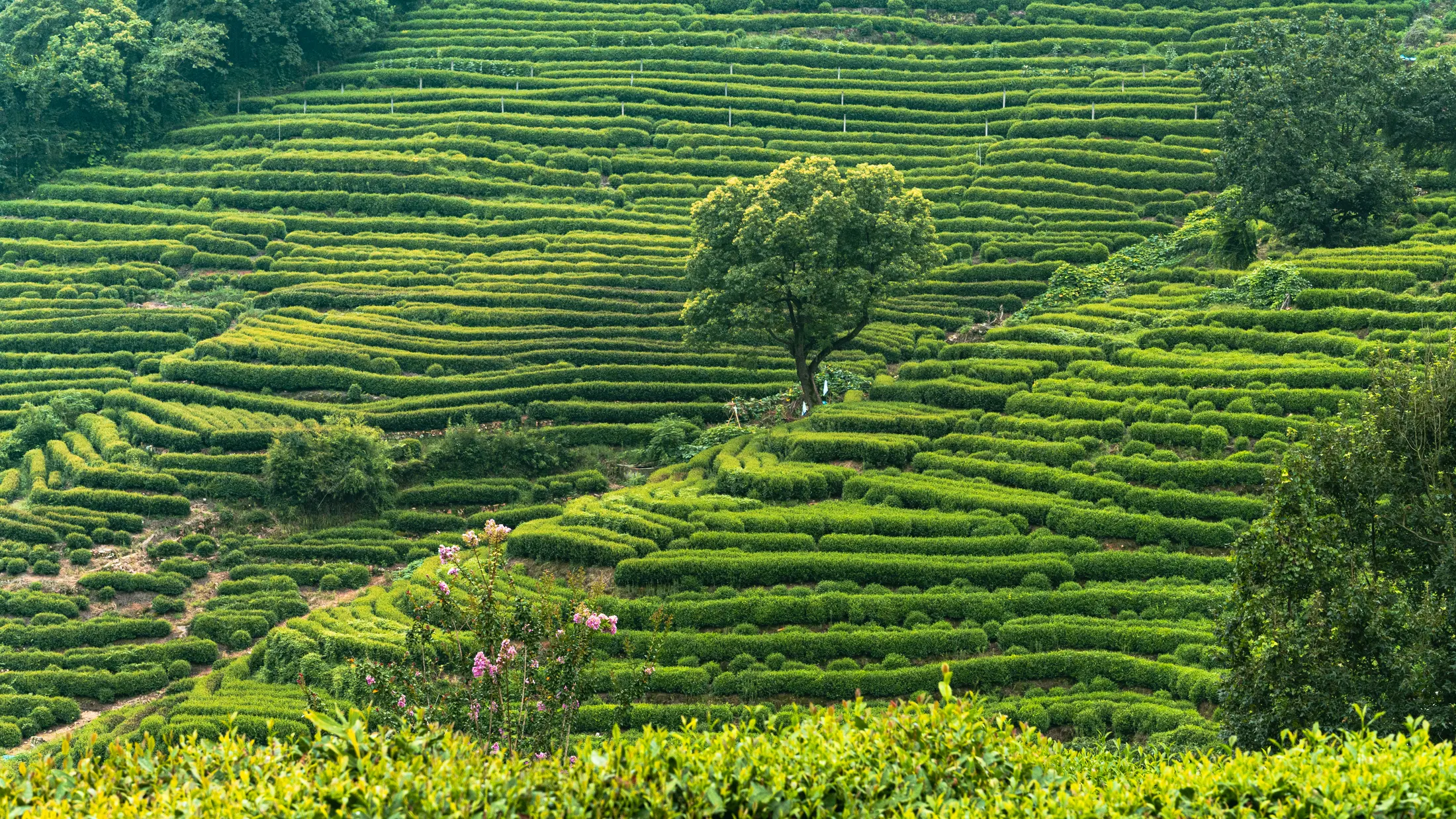 West Lake, Hangzhou - A Timeless Chinese Garden 杭州西湖
